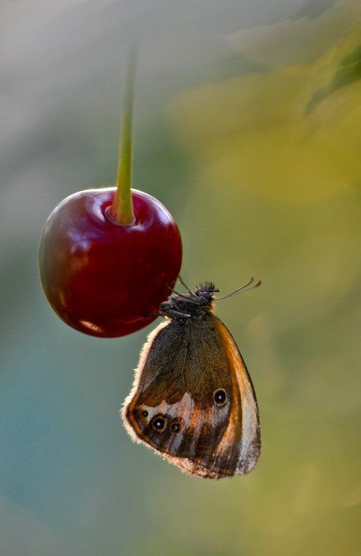 Сладкая вишенкаphoto preview