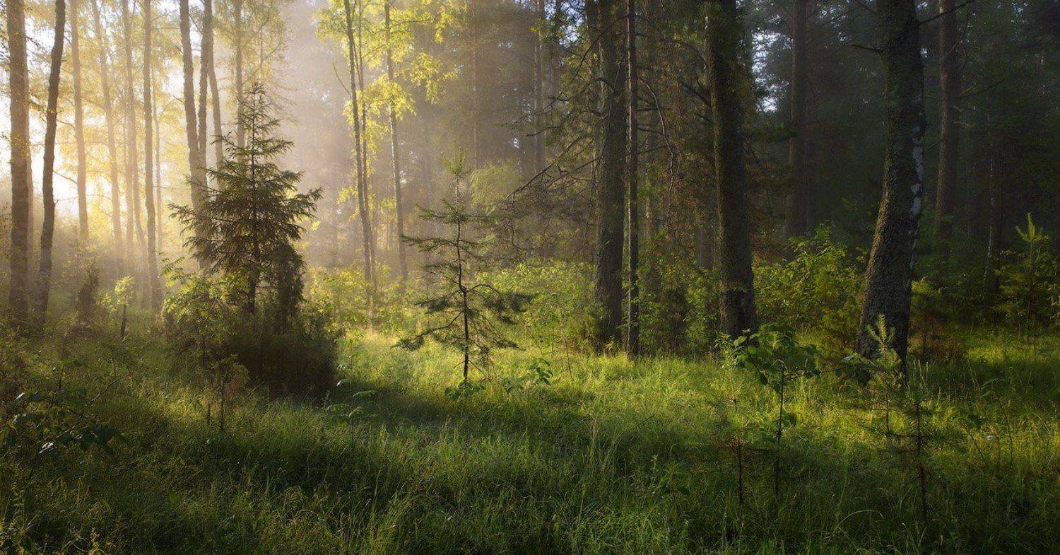 , Дмитрий Алексеев