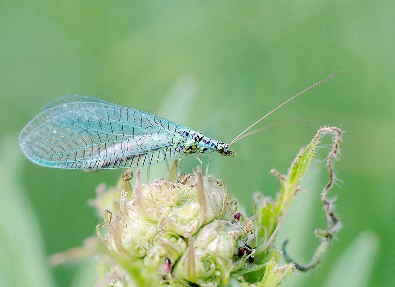 close-up, leica macro-elmarit 60/2.8, macro, макро, насекомое, обыкновенная златоглазка ***photo preview