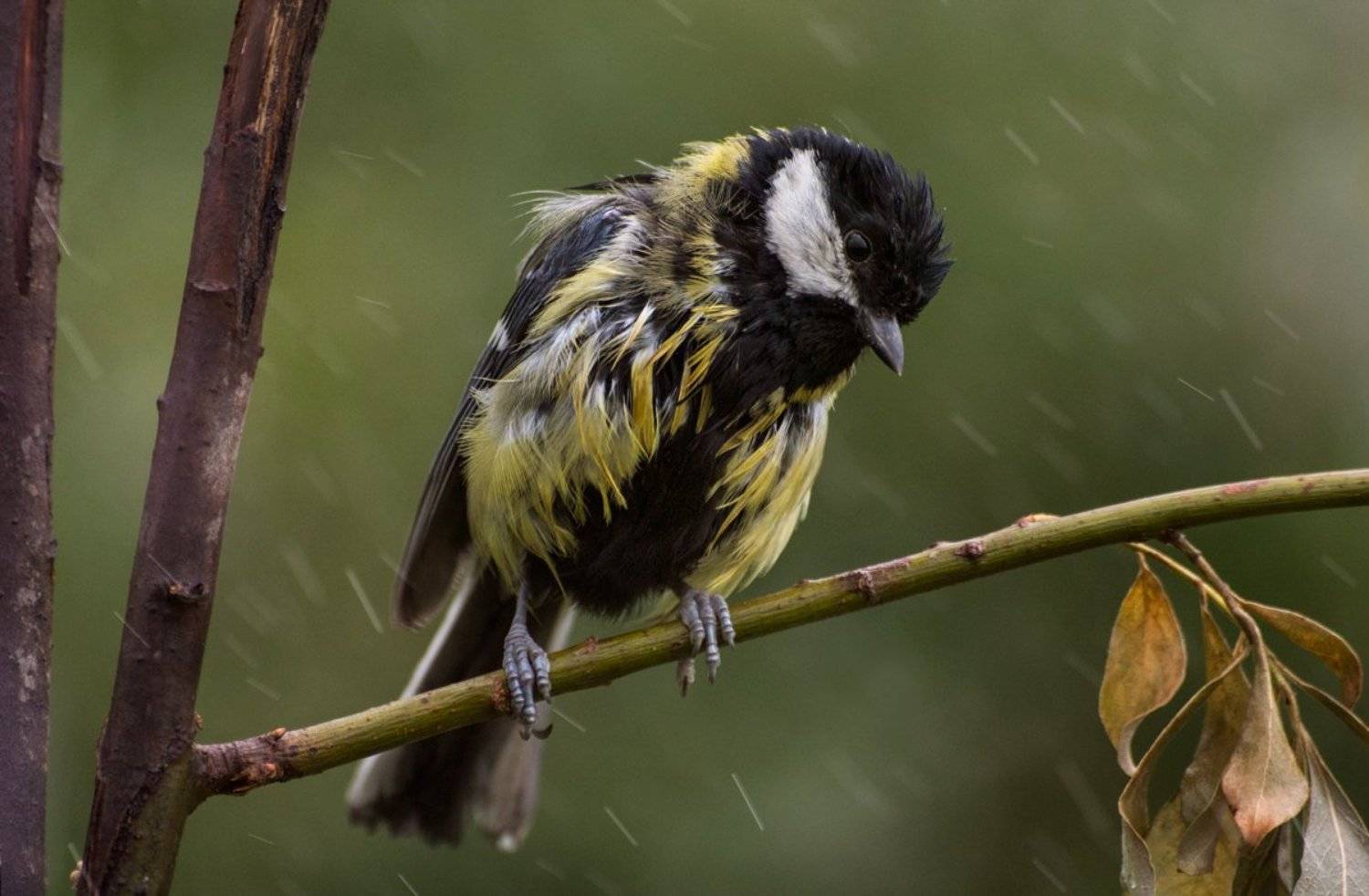 Под дождём. Автор: Ирина Фурашова , Ирина Фурашова