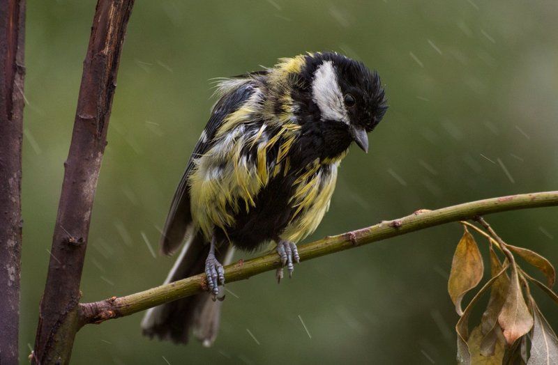 Под дождёмphoto preview