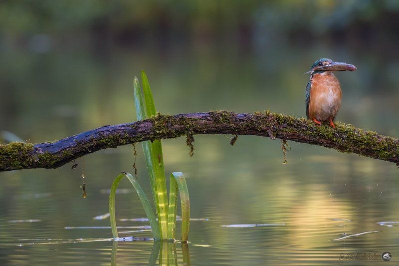 Ветка, Зимородок, Зимородок ловит рыбу, Зимородок с рыбкой, Портрет зимородка, Река, Рыбка, Саров, Трава, Фотограф, Фотоохота Ранняя пташка рыбку ловитphoto preview