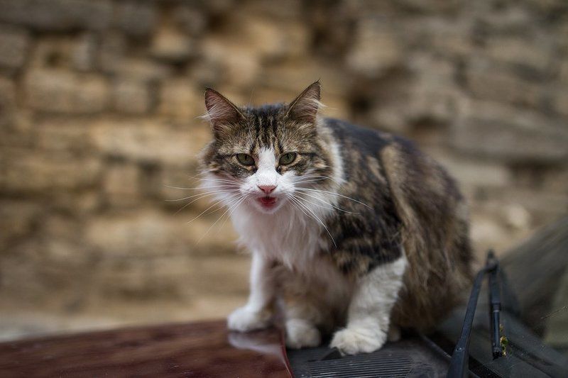 Одесские коты))photo preview