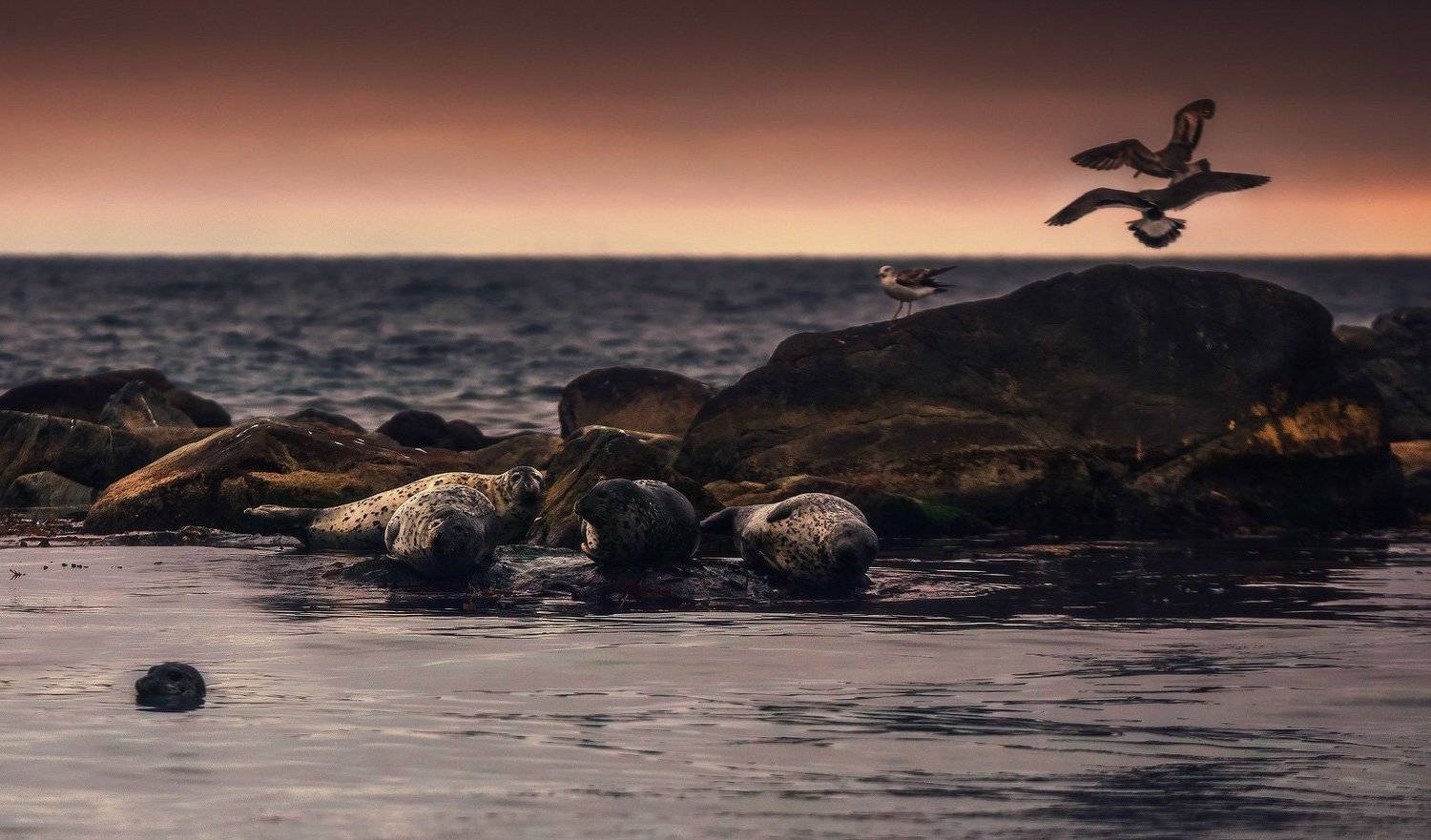 ***. Автор: Андрей Кровлин , Андрей Кровлин