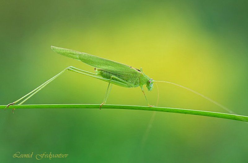 The Blade Runnerphoto preview