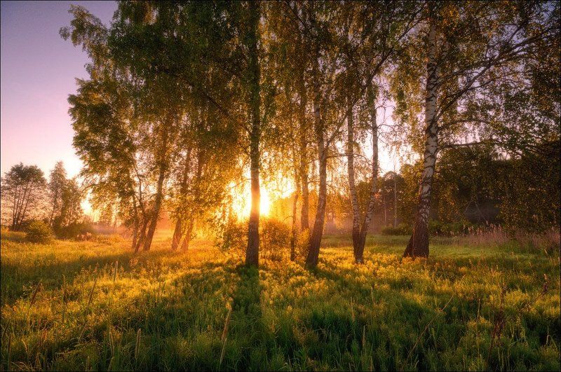 Березы, Деревья, Подмосковье, Рассвет, Солнце Утреннее сияниеphoto preview