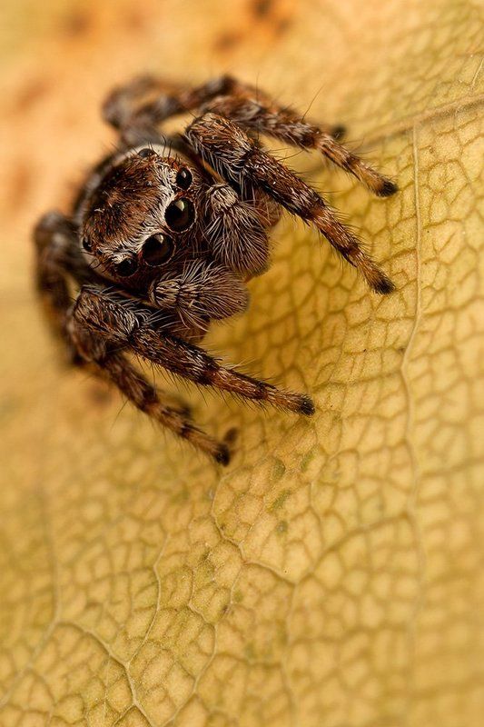 Фотосессия на кленовoм листеphoto preview