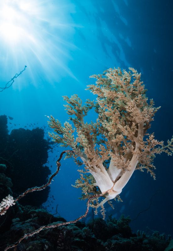 Corals, Sudan, UW Flowers UW Flowers фото превью