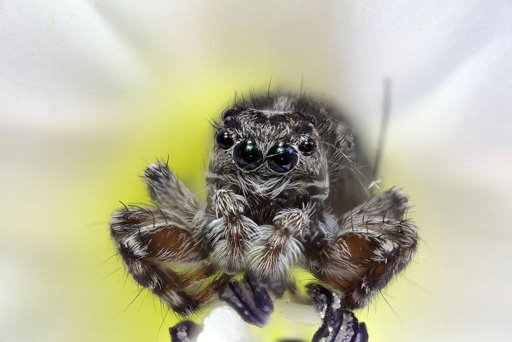 С паутинкой. Автор: Сергей Таланов , Сергей Таланов