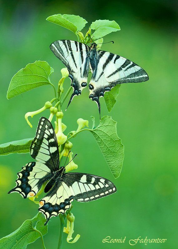 Парусники: Подалирий и Махаонphoto preview