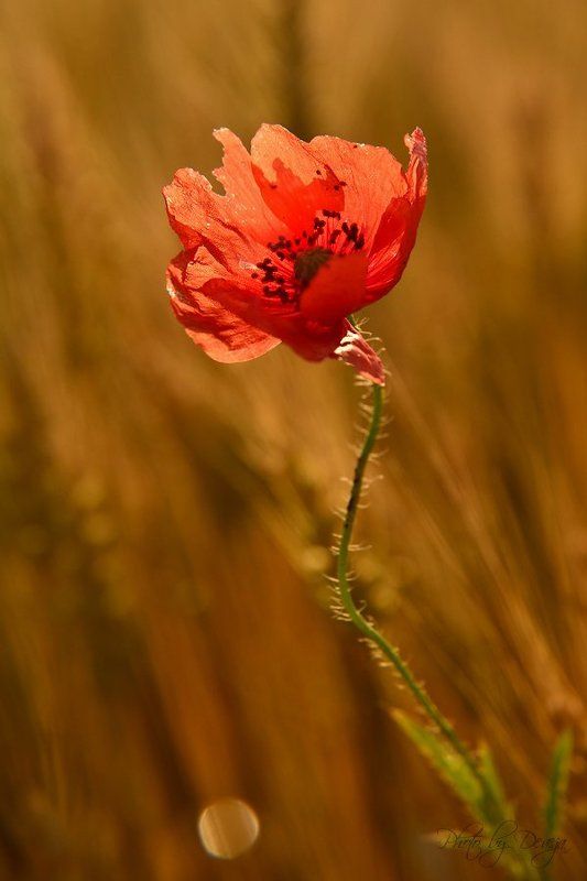 В одном летним утромphoto preview