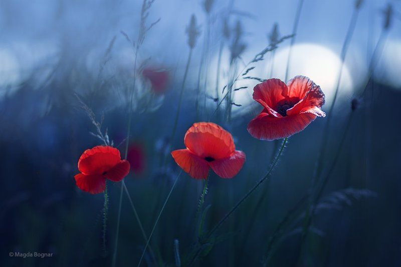 Summer in Bluephoto preview