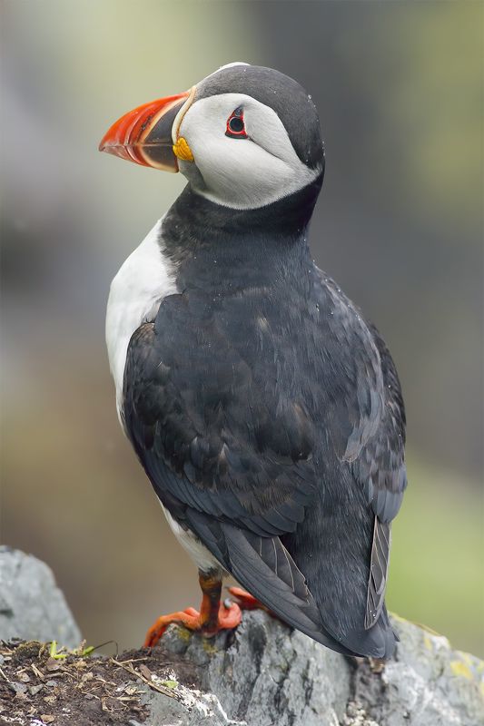 Puffins in the rainphoto preview