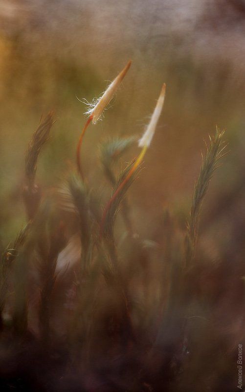 Весенний мохphoto preview