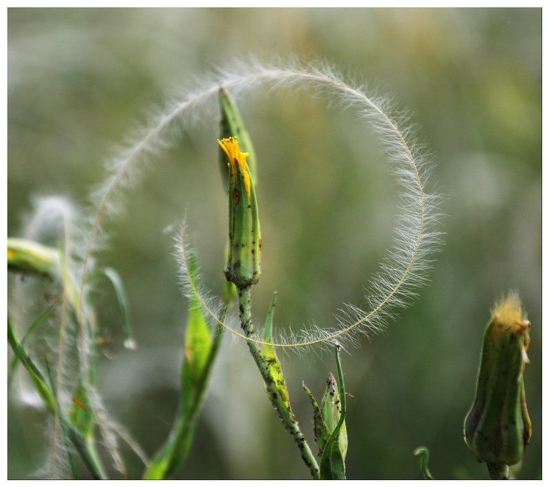 Кругphoto preview