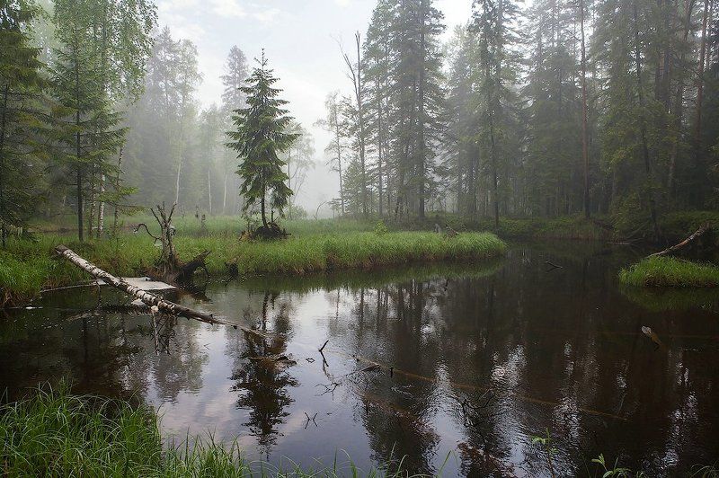 Утро туманноеphoto preview