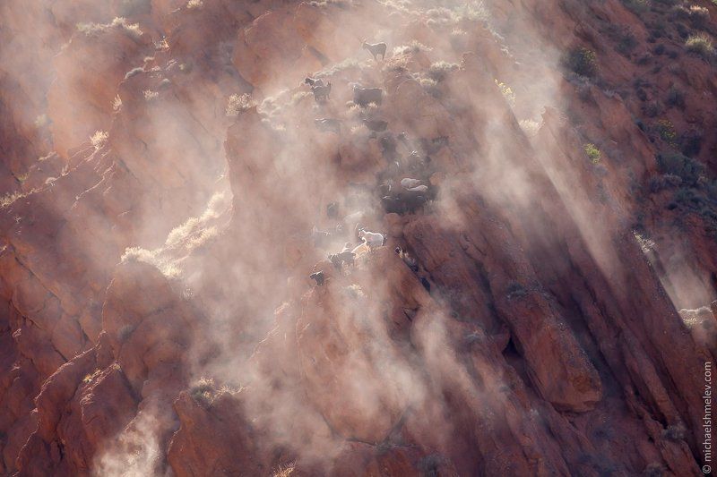 Горные козлыphoto preview