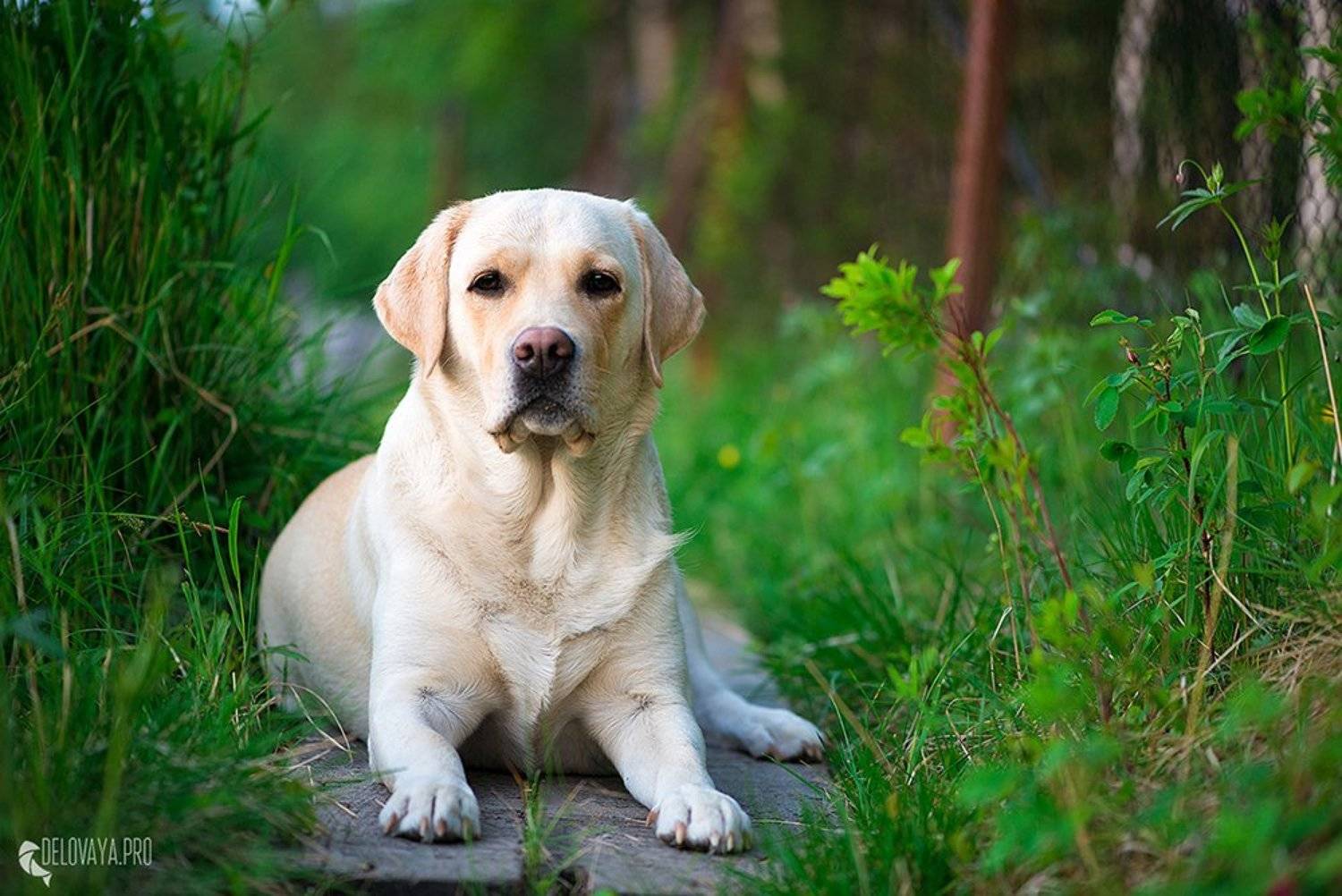 , Матвеева Вероника