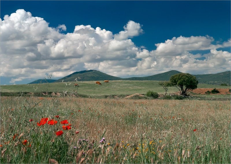 На лугуphoto preview