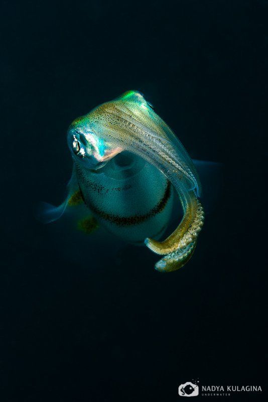 Светлячкиphoto preview