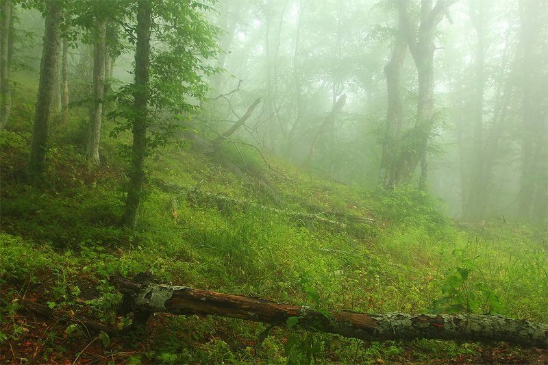 После дождяphoto preview