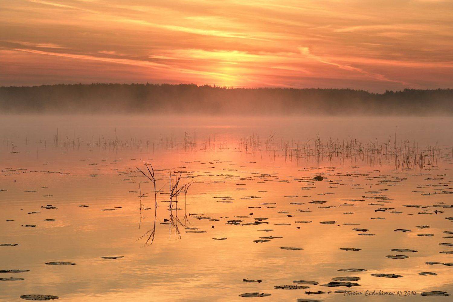 , Максим Евдокимов