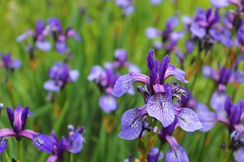 Ирисы, Крым Ирисыphoto preview