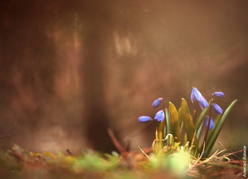 Весенняя #1photo preview