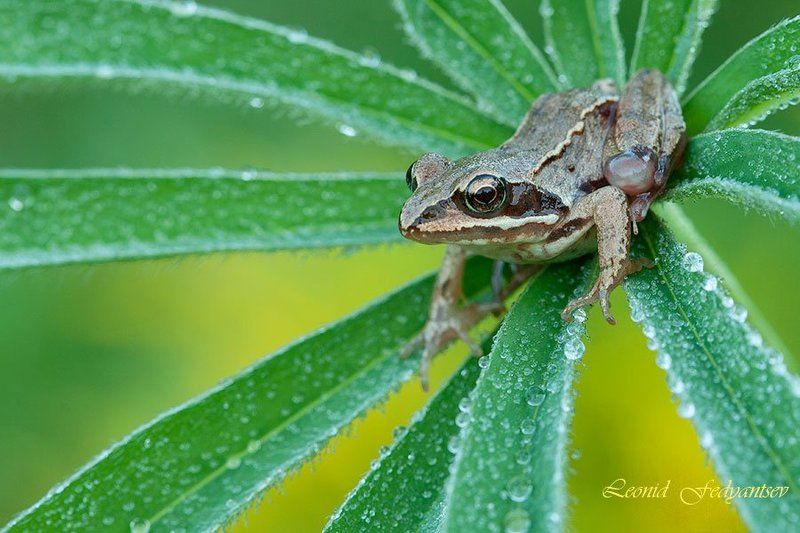 Лягушонокphoto preview