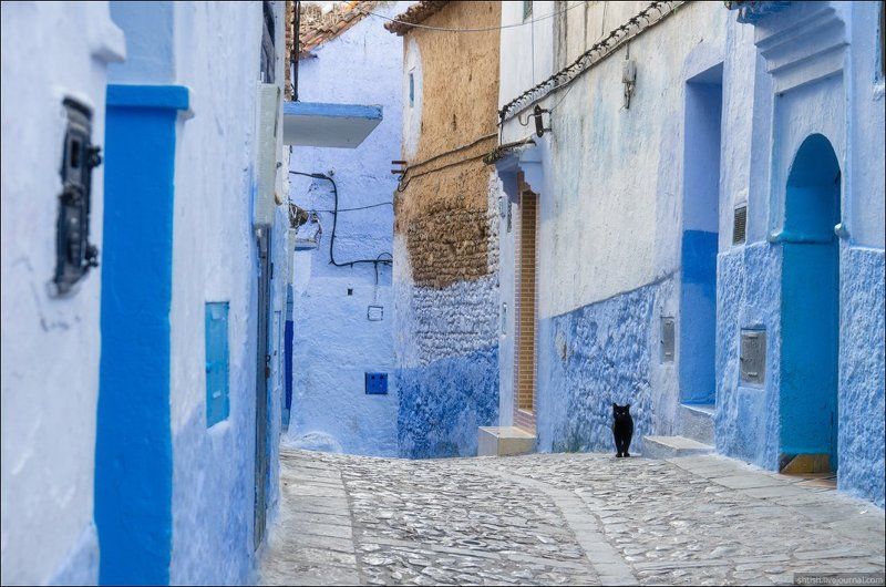 Chefchaouen, Марокко Chefchaouen catsphoto preview