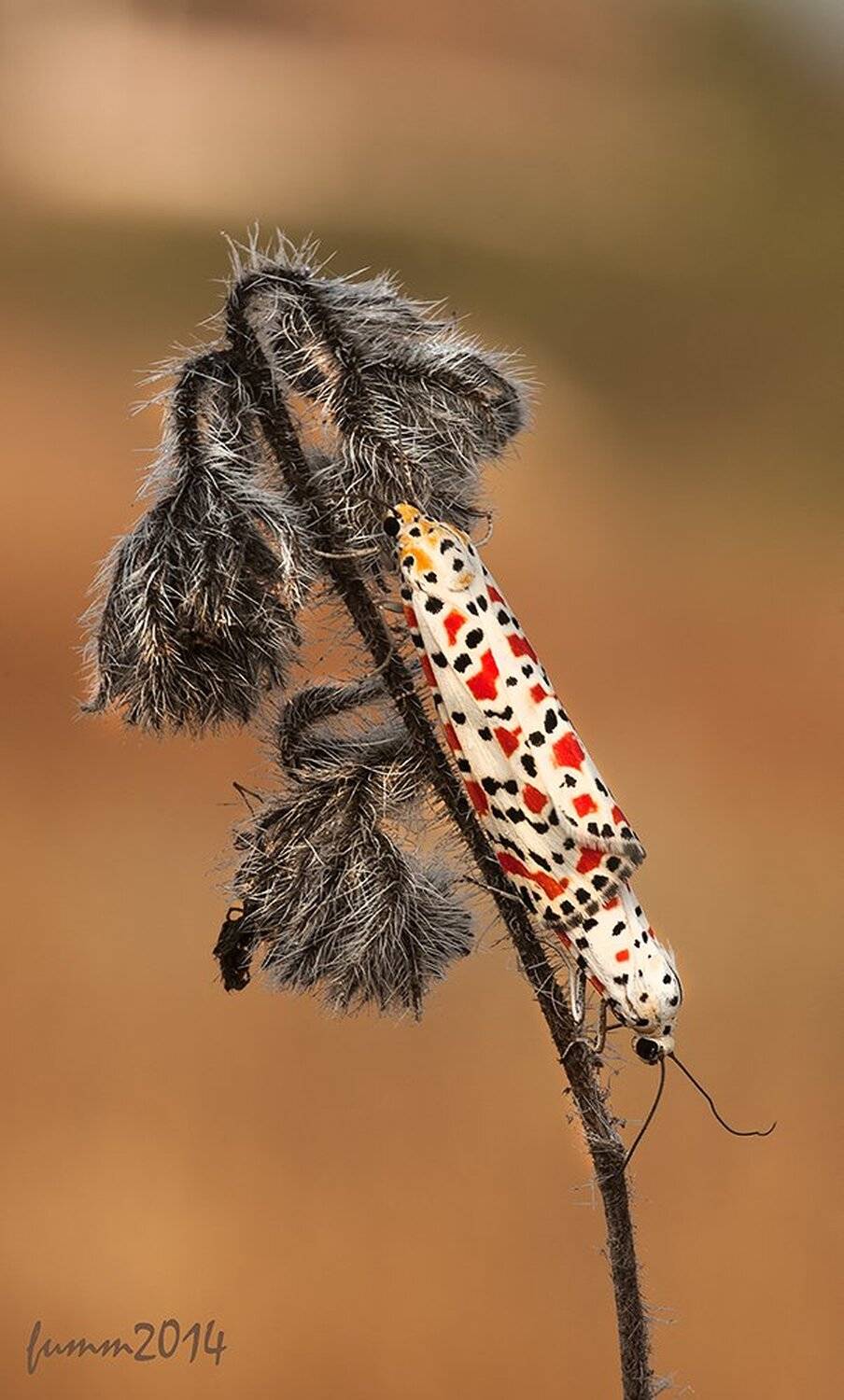 , Игорь ФУММ