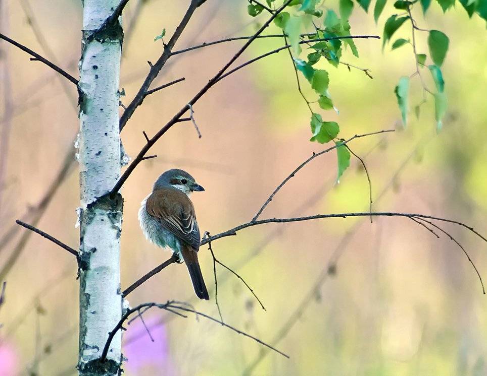 ***. Автор: Alexey Gnilenkov lanius collurio, red-backed shrike, жулан, жулан обыкновенный, Alexey Gnilenkov