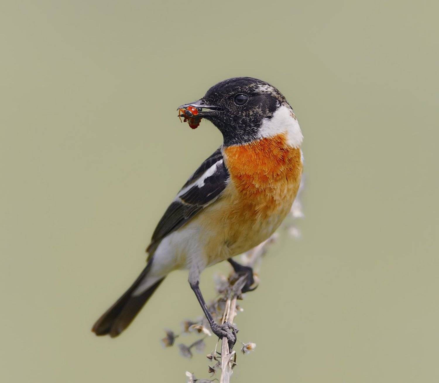 Saxicola rubetra, Vogel, Птицы, holod