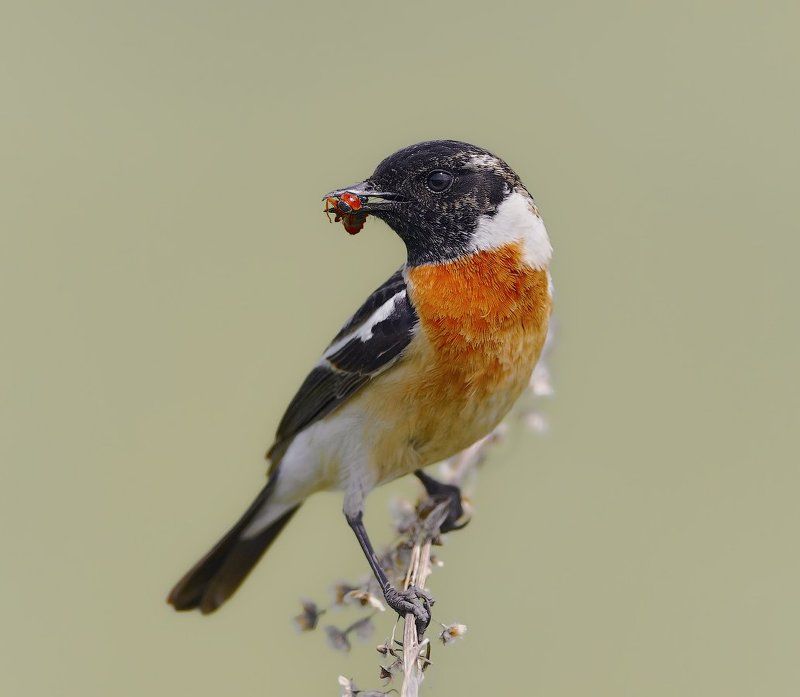 Saxicola rubetra, Vogel, Птицы ***photo preview