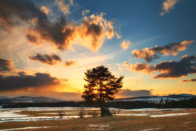 #tree #laser #fog #foggy #wood #nature #amazing #earth #pics #photo #best #poland Tree...photo preview