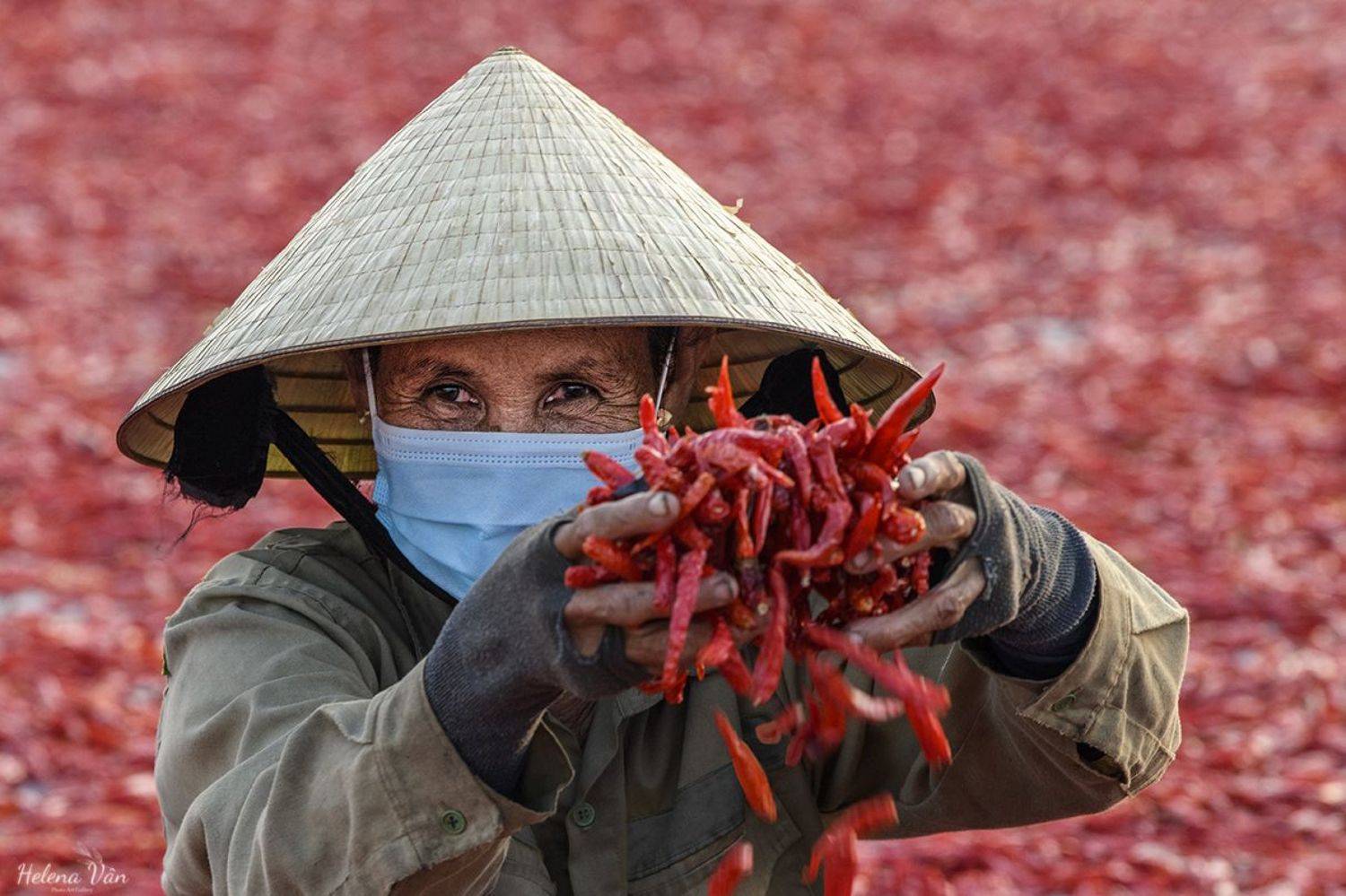 Chili Harvest. Автор: Ngọc Vân (Helena Vân) Nguyễn Travel, Photography, Helenavan, Ngọc Vân (Helena Vân) Nguyễn