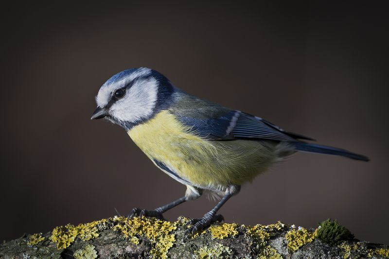 обыкновенная лазоревка (parus caeruleus), blue tit, blaumeise, Обыкновенная лазоревка (Parus caeruleus), Blue Tit, Blaumeise,photo preview
