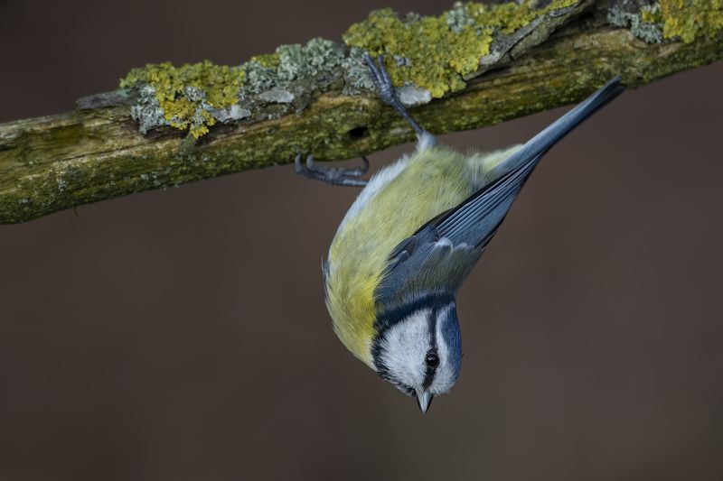 обыкновенная лазоревка (parus caeruleus), blue tit, blaumeise, Обыкновенная лазоревка (Parus caeruleus), Blue Tit, Blaumeise,photo preview