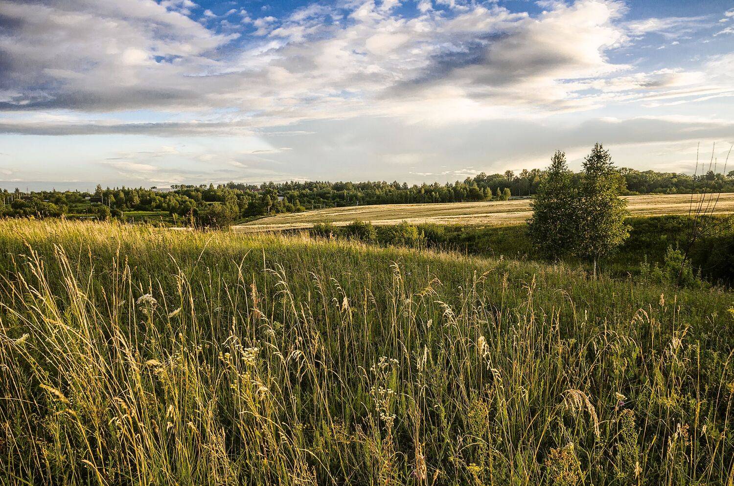 Вспоминая лето. Автор: Александр Березуцкий лето поле цветы, Александр Березуцкий