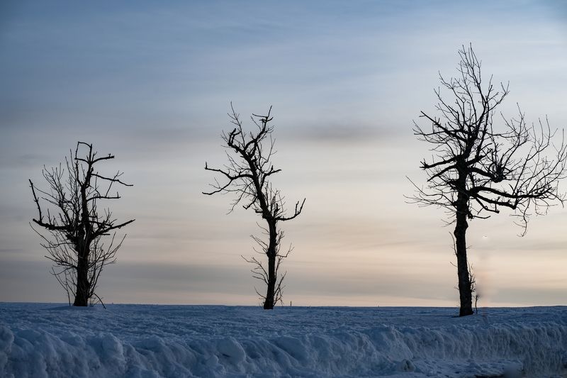 Фото трёх деревьев без листвы на вершине горы Вассеркуппе в Гессене Германияphoto preview