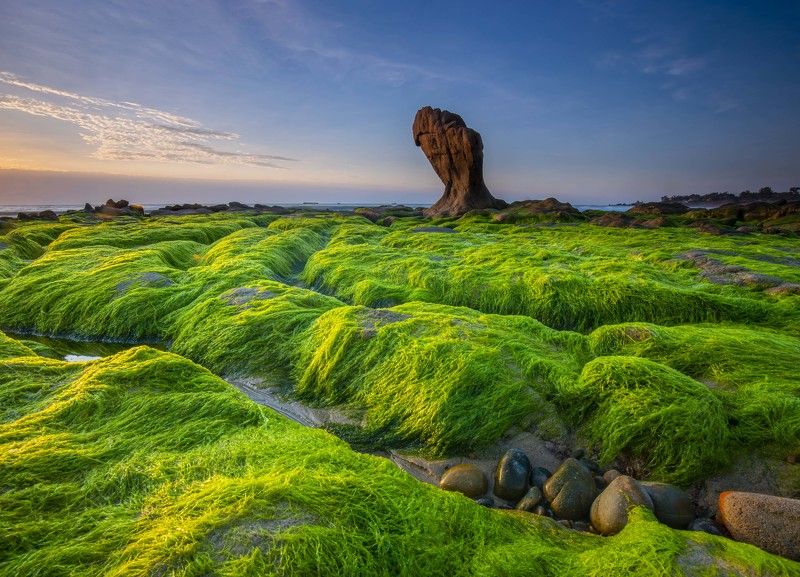 binhthuan#phanthiet#vietnam#sea Moss seasonphoto preview