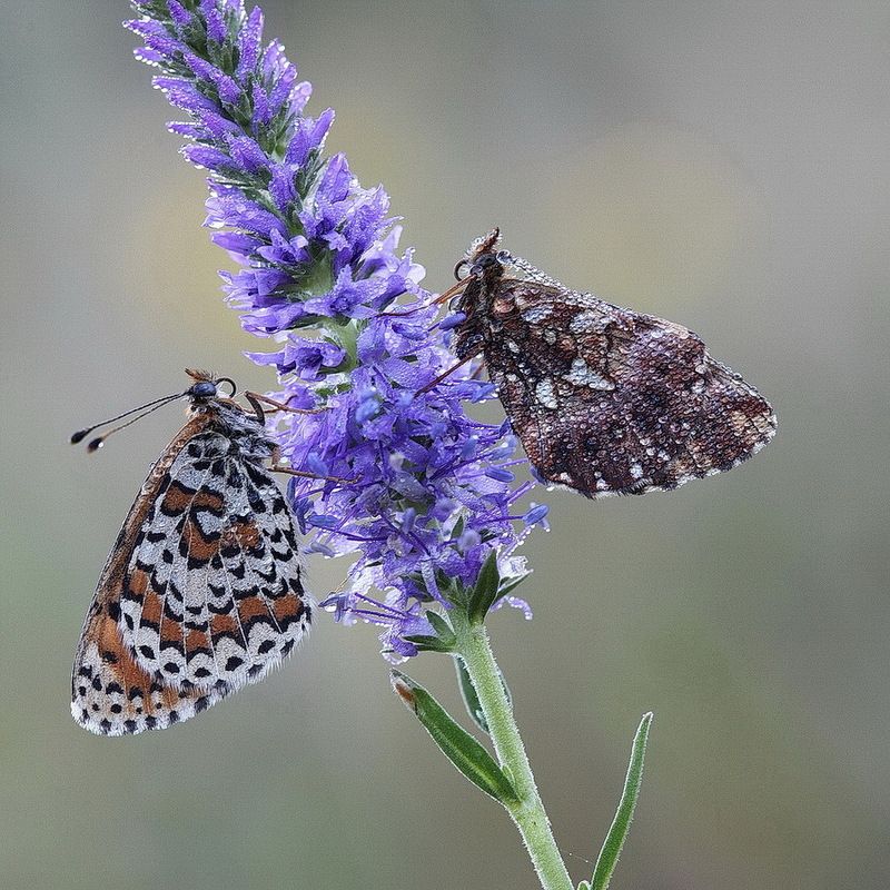 *** фото превью