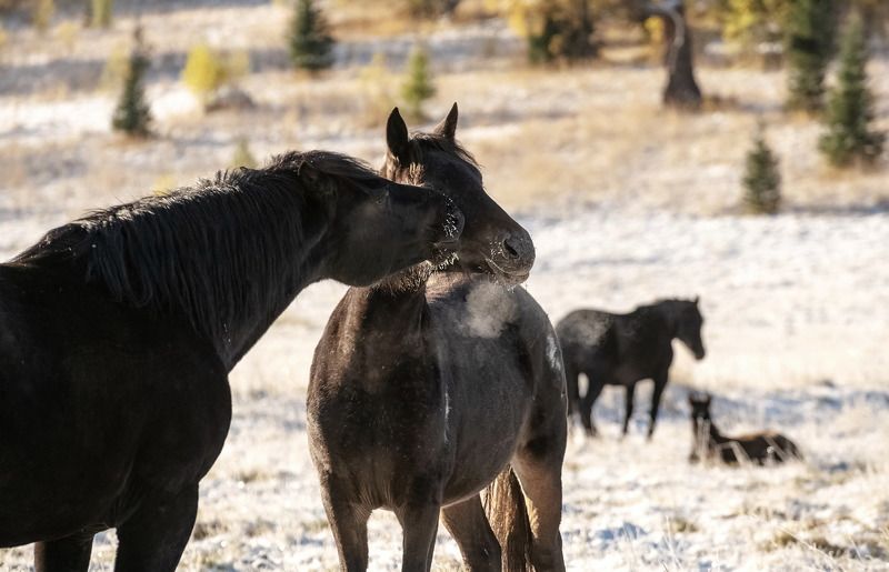 алтай, лошади, осень Лошади Алтаяphoto preview