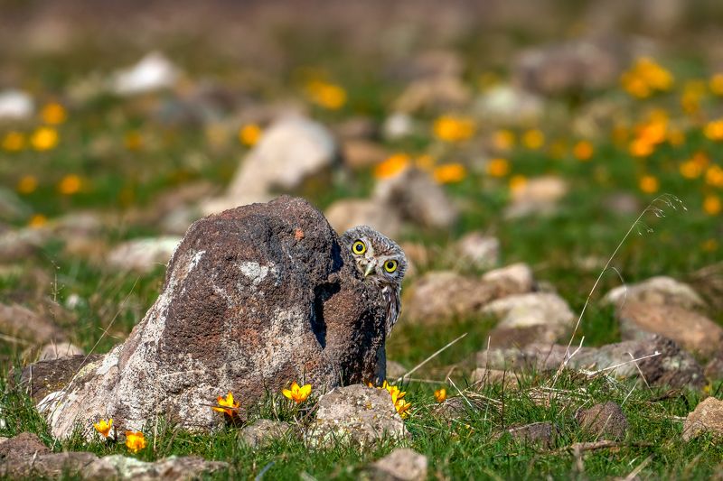Little owl (Athene noctua)...photo preview