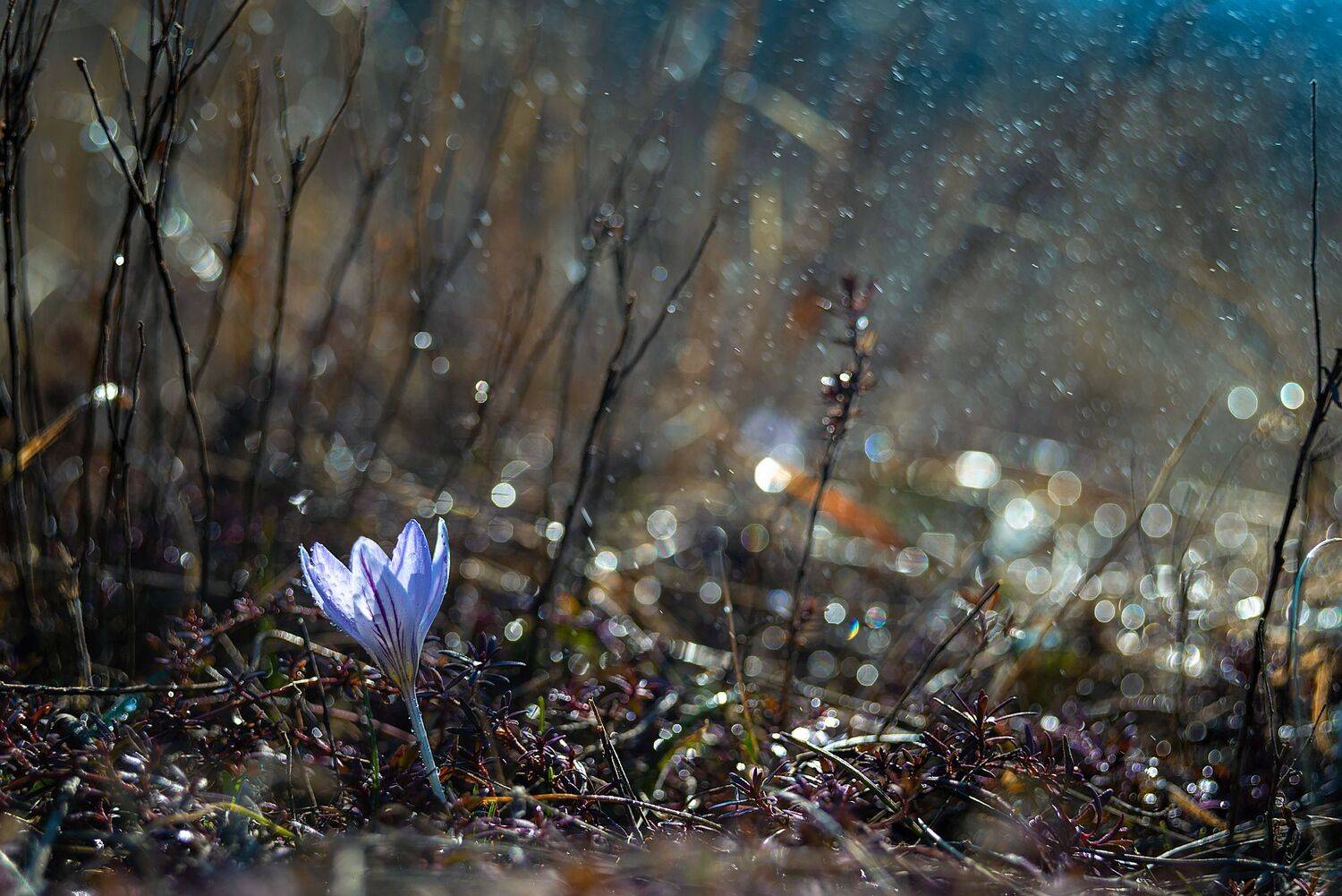Весенний. Автор: Елена Брежицкая крокус, февраль,цветы,макро,первоцветы,гелиос, Елена Брежицкая