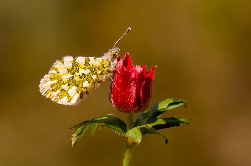 butterfly,Anthocharis cardamines ,Turuncu Süslü,Orange Tip Orange Tipphoto preview