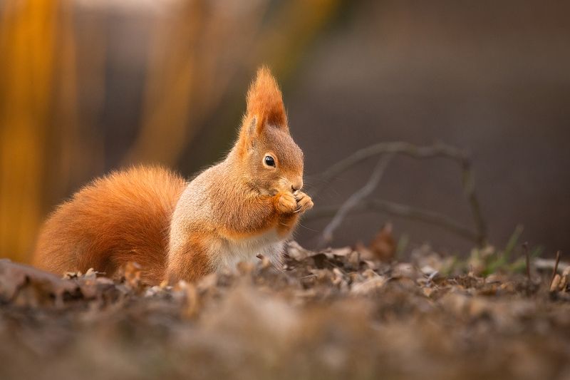 Squirrelphoto preview