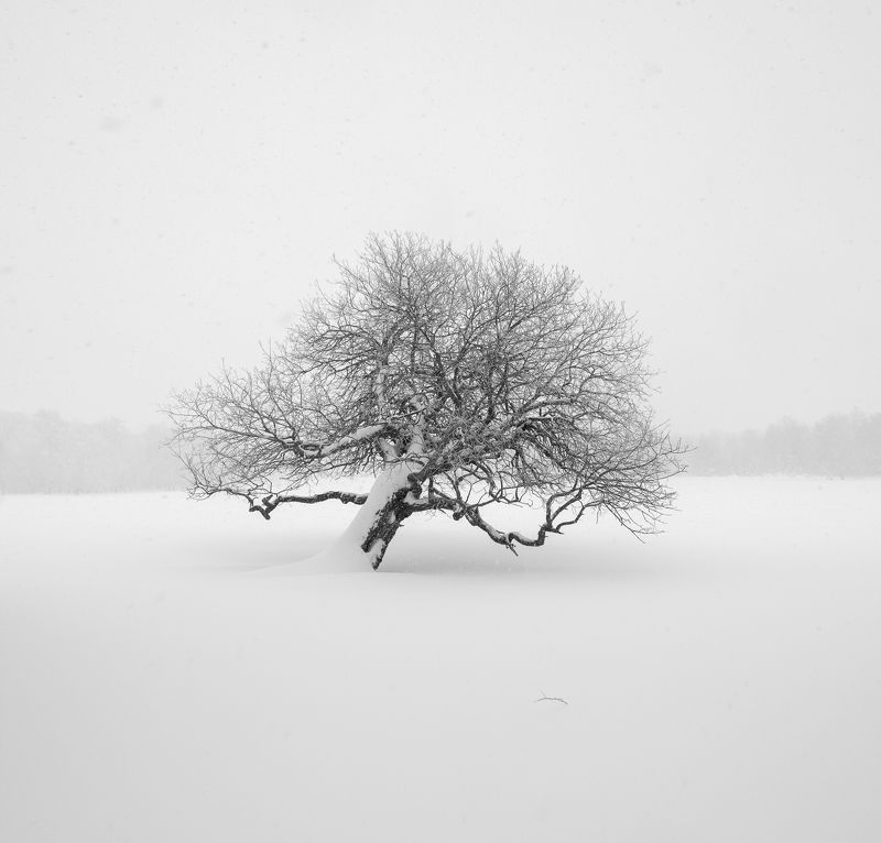 Хранитель лесаphoto preview