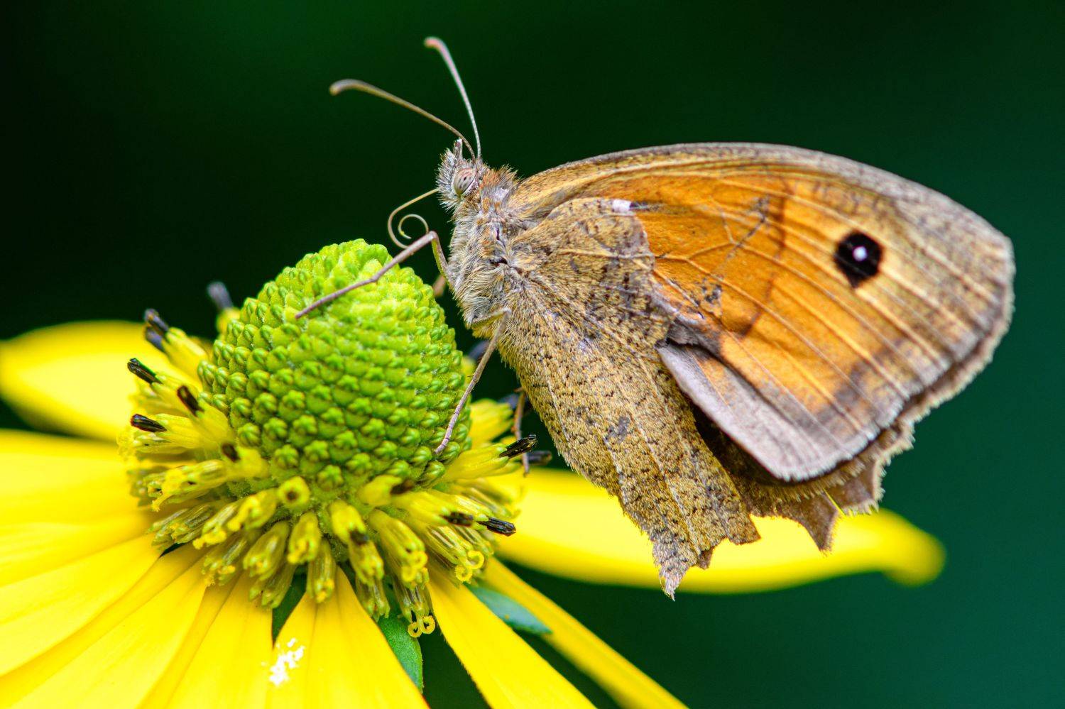 Butterfly. Автор: Mykhailo , Mykhailo