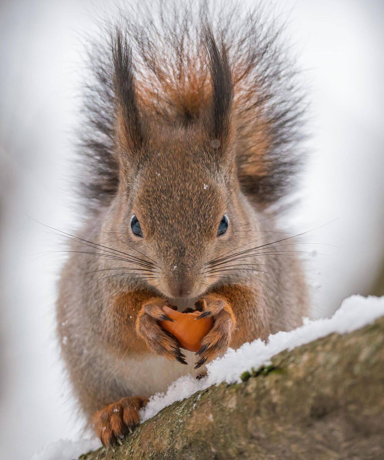 , Константин Дэм